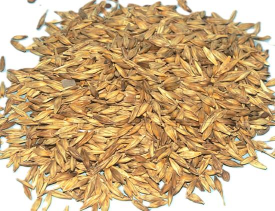 Jau (जौँ )-100g