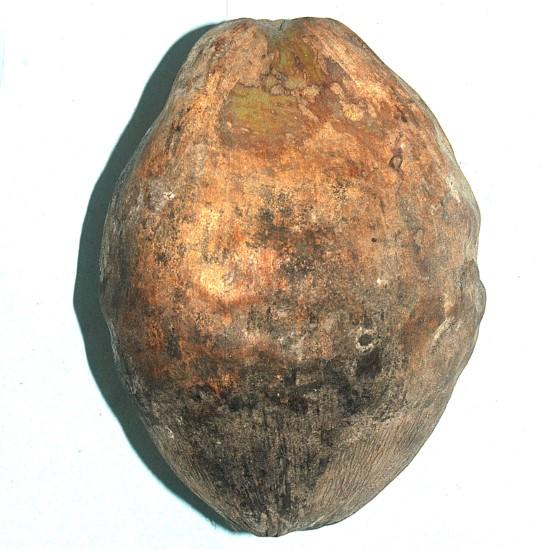Narial Pani (नारियल पानी)