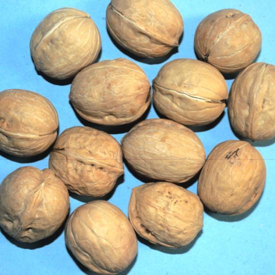 ओखर (Okhar)-500g