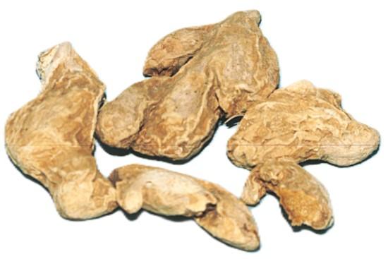 Soath Aadi  (सुठो अदुवा)